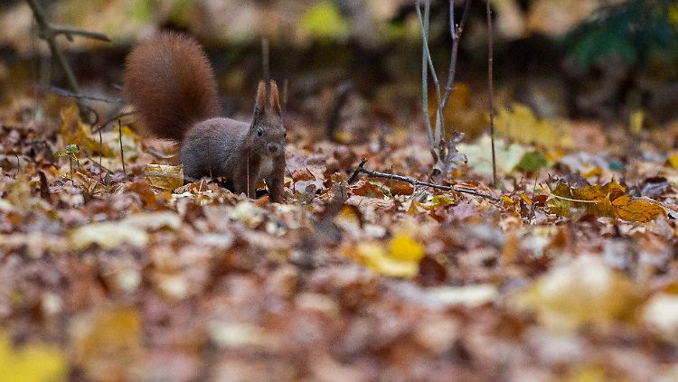 Der Herbst kommt. Zeit zum Einsammeln. 