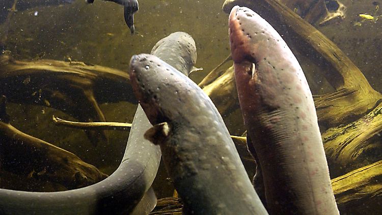Zitteraale, hier in einem Aquarium, leben in schlammigen, sauerstoffarmen Süßgewässern im tropischen Südamerika.
