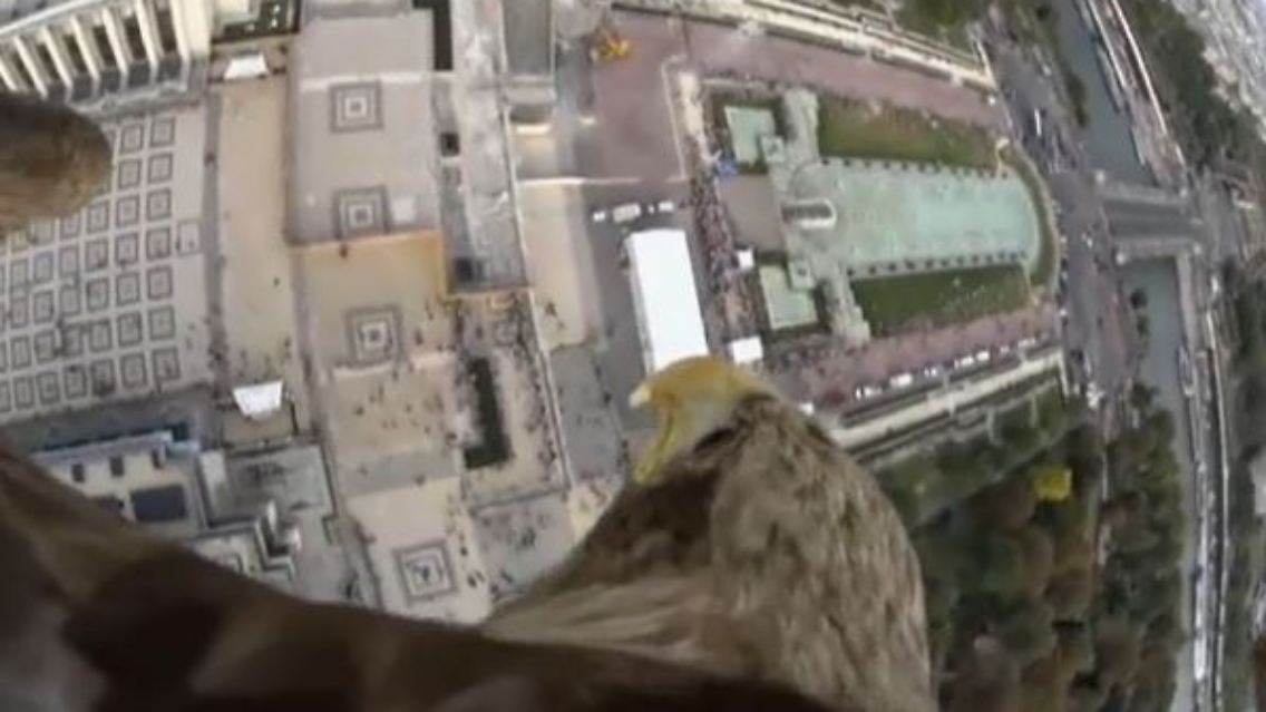 adler.JPG