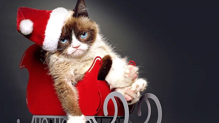 Das Vermögen von Youtube-Star "Grumpy Cat" (beziehungsweise ihrer Besitzerin) wird höher geschätzt als das der meisten Hollywoodschauspieler.