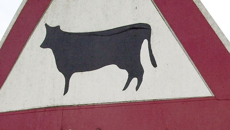 Aber bitte ohne Schwein!