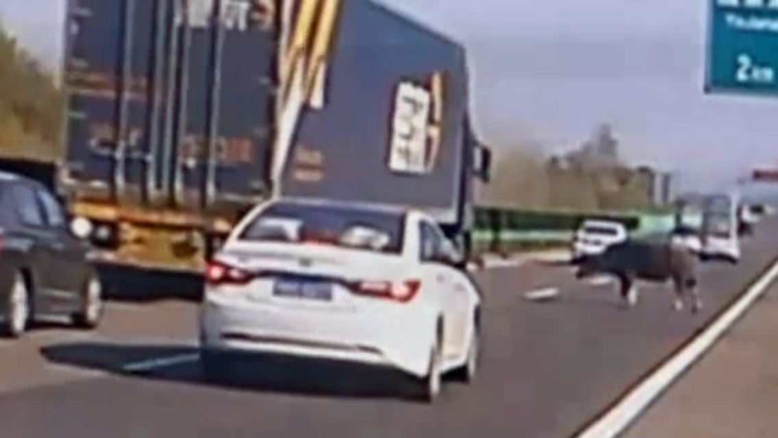 Bueffel_China_Autobahn.jpg