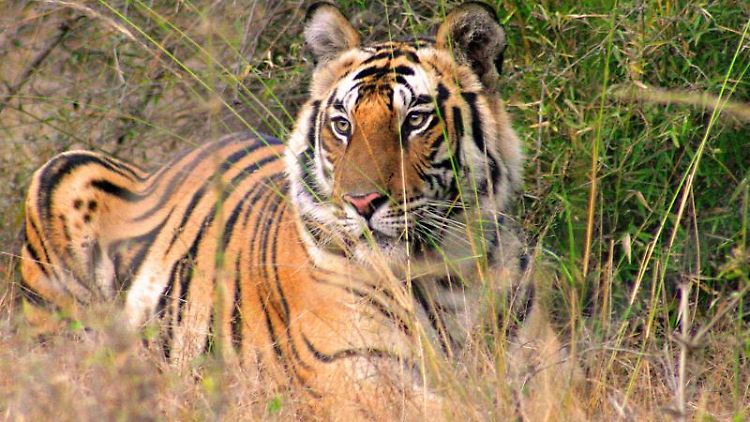 Großer Erfolg: Die Zahl der Tiger in Indien ist stark gestiegen.