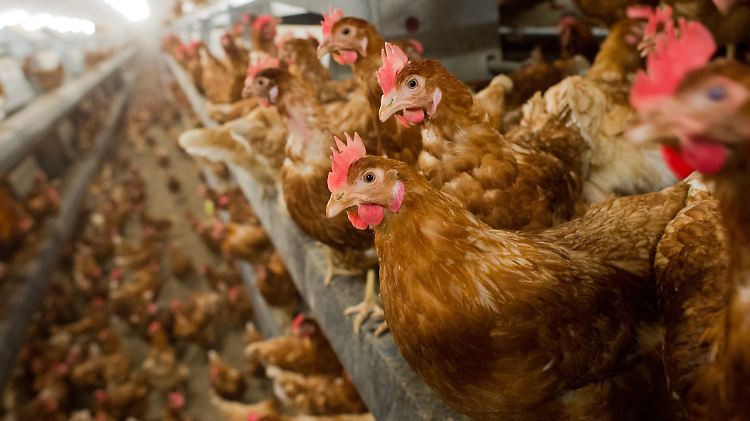 20.000 Tiere müssen getötet werden.
