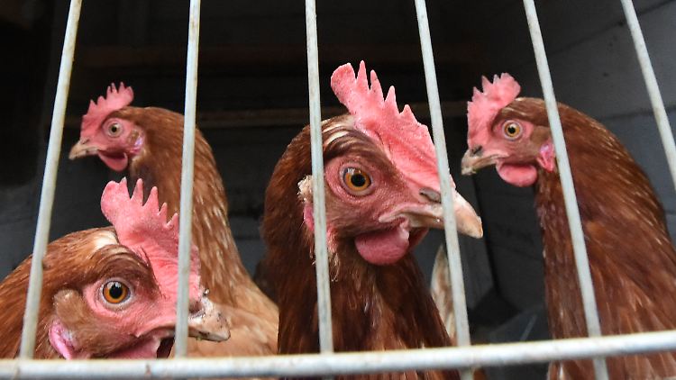 Stallpflicht in Risikogebieten: Nutzgeflügel soll sich nicht bei Wildvögeln anstecken.
