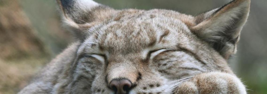 Mittagspause: Ein Luchs schläft in einem Gehege bei Bad Harzburg. Foto: Holger Hollemann