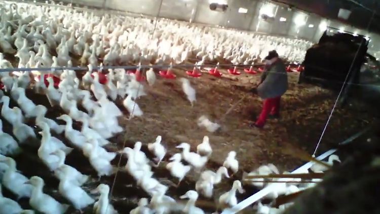 Szene aus dem verdeckt aufgenommenen Video - ein Mitarbeiter schlägt mit der Mistgabel zu.
