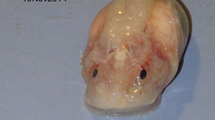 Das ist er, der Fisch, der es auch acht Kilometer tief im Meer noch gut aushält.