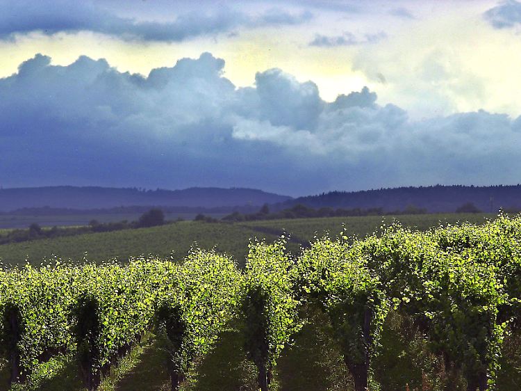 Weinanbau bei Oestrich-Winkel: Septembernächte können auch im Rheingau empfindlich kühl werden (Archivbild).