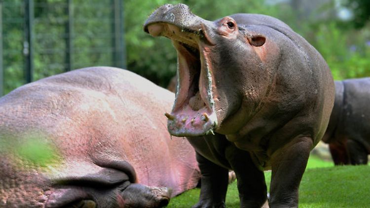 Ein Flusspferd (hier im Berliner Zoo) kann mehr als vier Tonnen wiegen.
