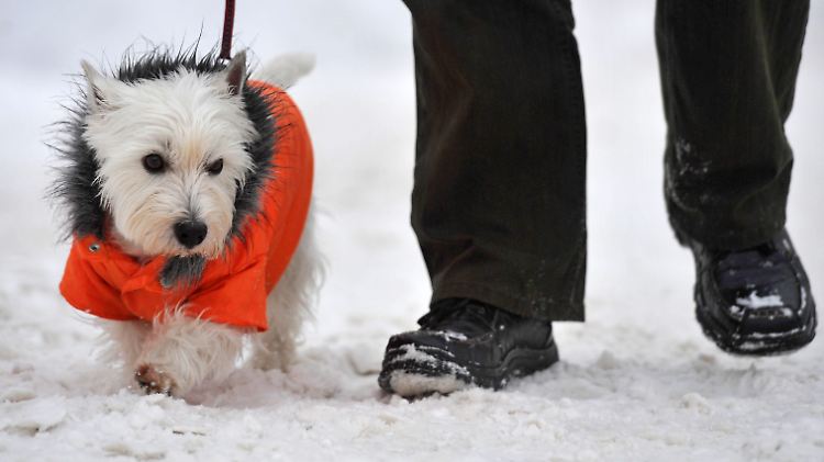 Slogan einer skandinavischen Gesundheitskampagne: "Gehen Sie jeden Tag mit dem Hund raus - auch wenn Sie keinen haben."