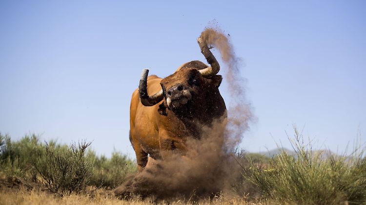 2015 wird "bullish" - meint Raimund Brichta.