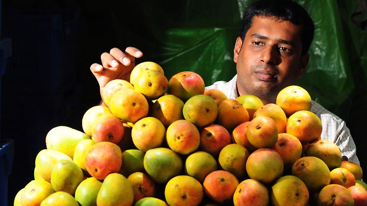 Die "Alphonso"-Mango ist heiß begehrt; Europa muss derzeit leider darauf verzichten.