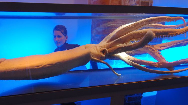 Sechs Meter langer Riesenkalmar, der vor der Küste Neuseelands gefangen wurde, im Ozeaneum Stralsund.