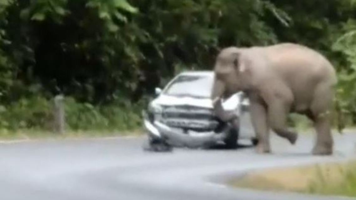 elefant.JPG