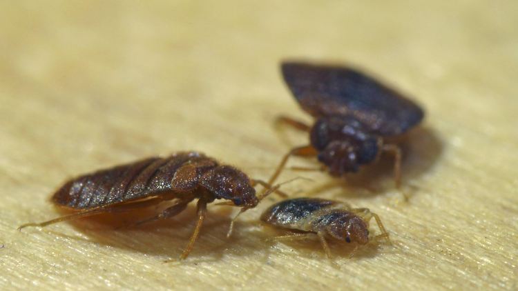 Fühlen sich überall wohl, wo sie Menschen nachts regelmäßig Blut abzapfen können: Bettwanzen.