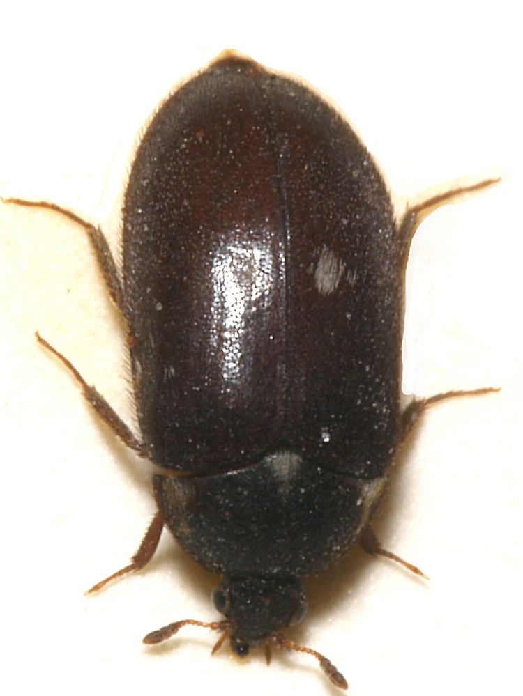 Sieht hier riesig aus, ist aber tatsächlich nur etwa 4 Millimeter groß: der Pelzkäfer.