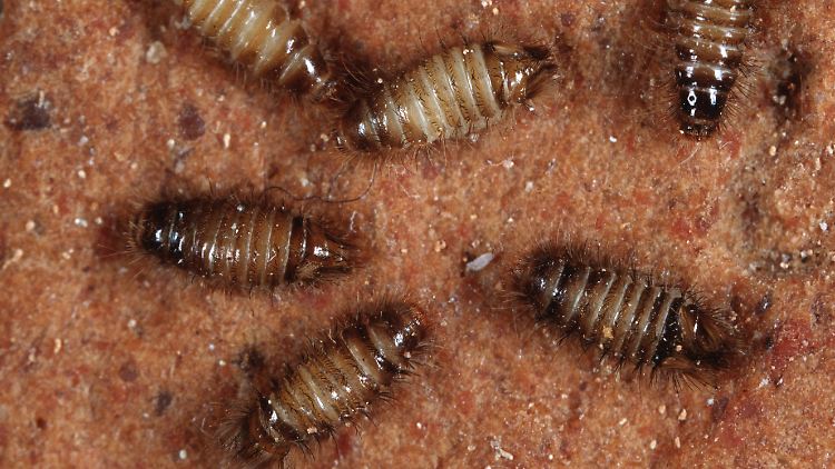 Je nach Käferart sehen die Larven ein bisschen anders aus, hier sind es Textilkäfer-Larven. Unter lange nicht angefassten Decken und Pullovern findet man mitunter ihre Häute.