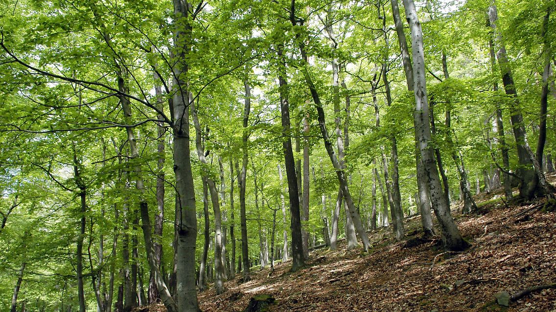 Buchen im Nationalpark "Kellerwald-Edersee".