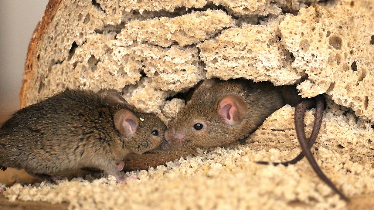 Sucht beim Menschen nach Nahrung, lebt aber nicht direkt mit ihm in der Wohnung: die Hausmaus.