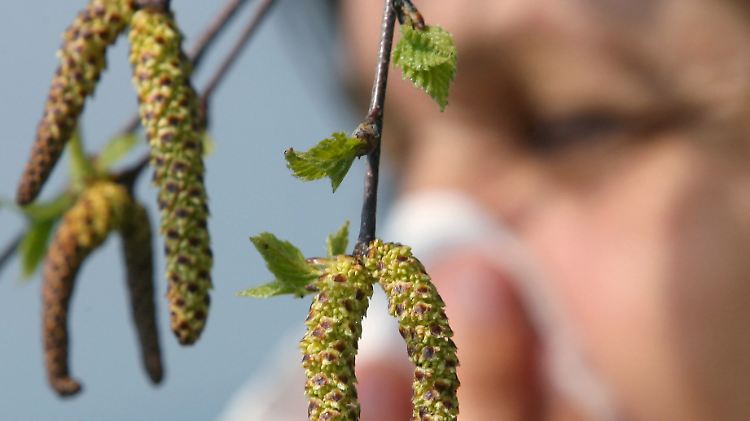 Eine der häufigsten Allergien ist die Pollenallergie, die auch als Heuschnupfen bezeichnet wird. 
