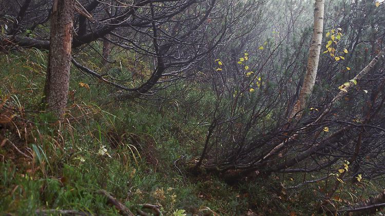 Der Scharfschütze verbirgt sich auf der linken Bildhälfte, hinter einem kleinen Baum mit gebogenem Stamm unter Moos.