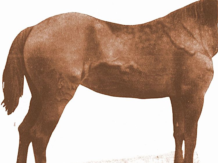 Hier gut zu erkennen: eine strangartige Verdickung erkrankter Lymphgefäße. Das Symptom führte dazu, dass Rotz auch Wurm genannt wurde.