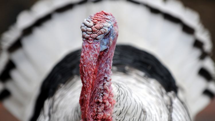 Die entzifferten genetischen Bausteine des Truthahns umfassen etwa ein Drittel des Umfangs des Menschengenoms. Das hat drei Milliarden Basenpaare. 