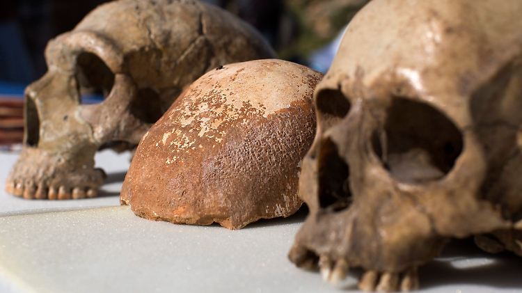 Schädelteil eines modernen Menschen (Homo sapiens), zwischen einem Neandertaler-Schädel (l.) und einem menschlichen Schädel von heute, ausgestellt vor der Manot-Grotte in Nordisrael.