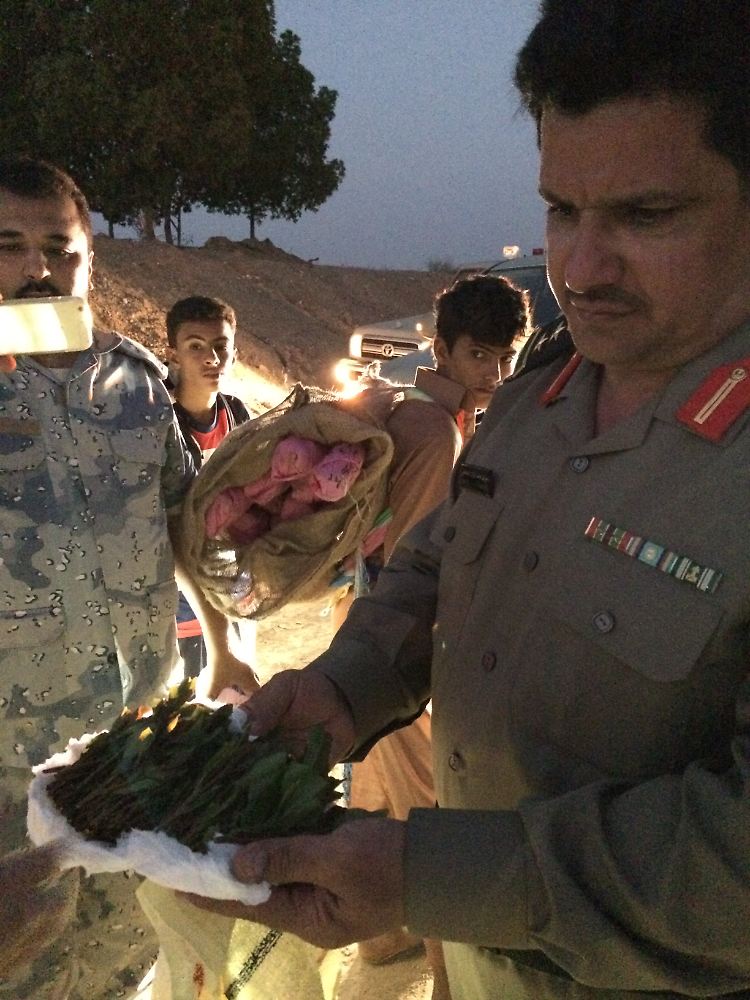 Ein Grenzschützer präsentiert geschmuggeltes Kath, das in Saudi-Arabien verboten ist.