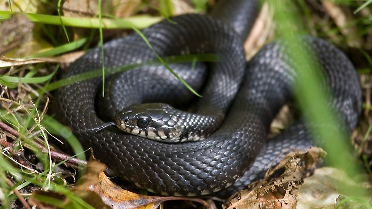 Eine Viper. Die Giftschlangen gehören zu den letzten gefährlichen Tieren, die es in Israel noch gibt. 