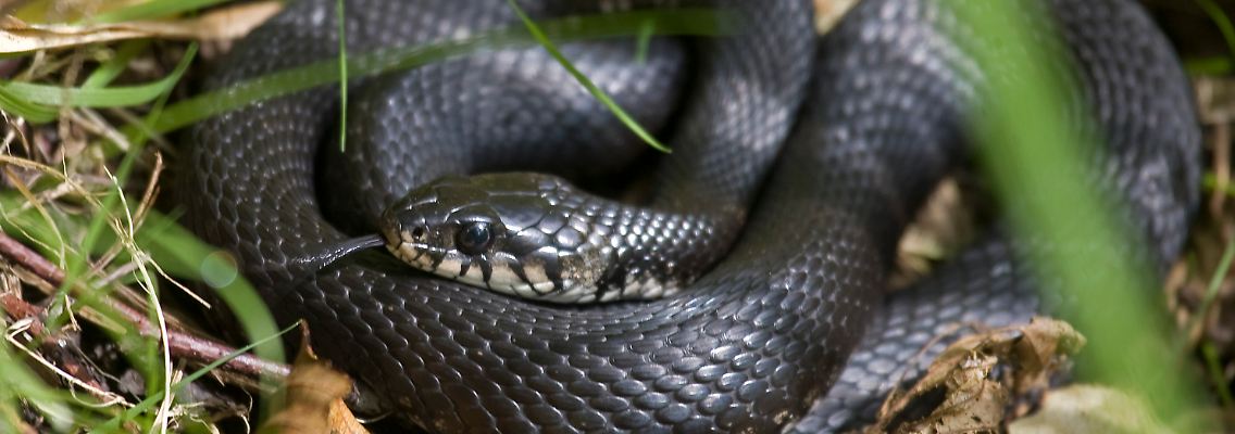Eine Viper. Die Giftschlangen gehören zu den letzten gefährlichen Tieren, die es in Israel noch gibt.