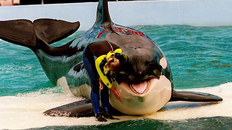 Schwertwal Lolita lebt seit fast 45 Jahren im Seaquarium und schwimmt noch immer täglich bei den Vorstellungen. 