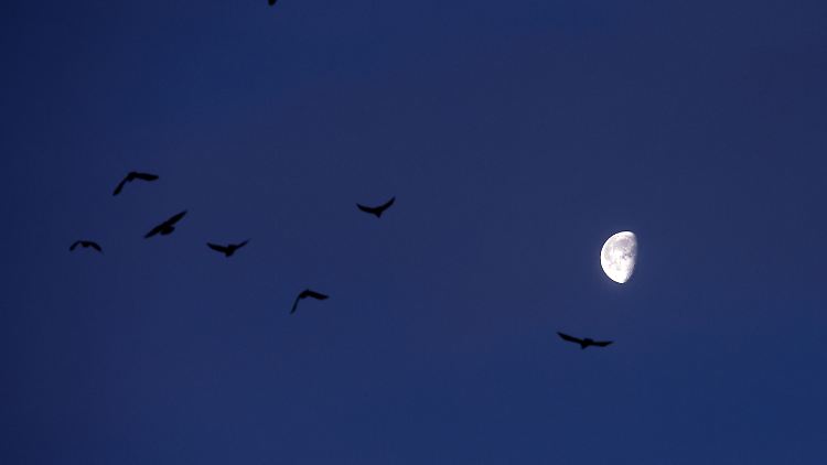 Der Mond hoch droben am Himmel: Ihn können wir immer direkt anschauen - im Gegensatz zur Sonne.