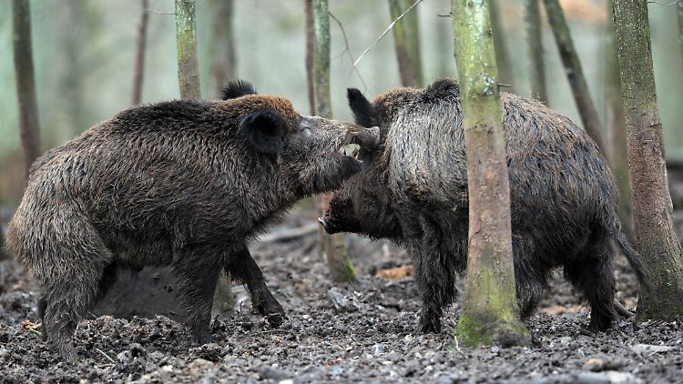 Offenbar pendeln Wildscheine zwischen städtischen und ländlichen Gebieten.