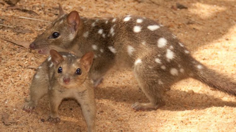 Der Nördliche Beutelmarder gehört mit seiner Größe zur bevorzugten Nahrung der Wildkatzen.