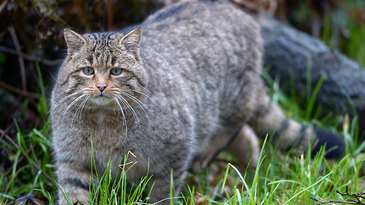 Sieht kuschelig aus, ist aber ein echtes Raubtier: die Wildkatze.