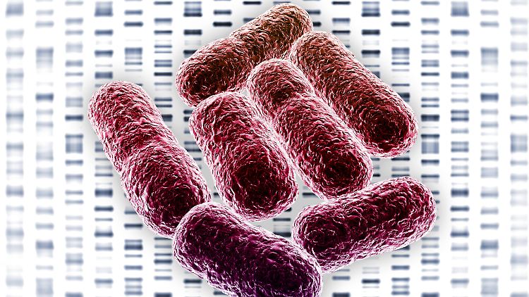 Das E.coli-Bakterium steckte im Burgerfleisch.