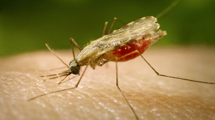 Eine Anopheles minimus, die Malaria verbreitet: Eine Studie hat ergeben, dass der resistente Malaria-Erreger bereits weit verbreitet ist. 