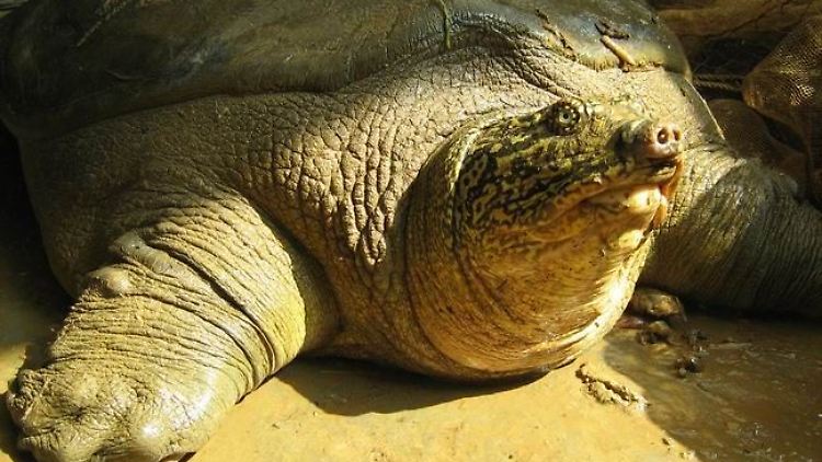 Eine  Jangtse-Riesenweichschildkröte. 