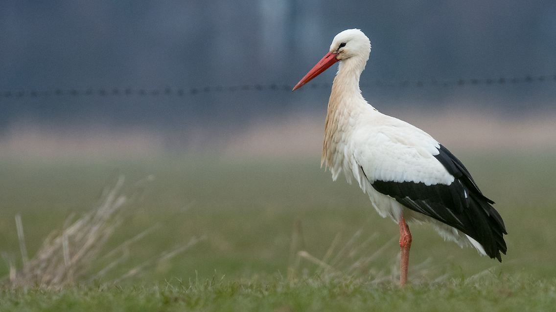 "Kurtchen Rotschnabel" auf seiner Wiese.