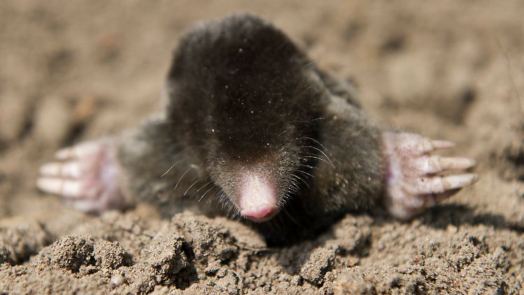 So oder so ähnlich könnte eines der Tiere ausgesehen haben, dem der Verurteilte nachstellte.