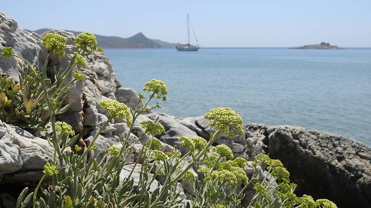 Am Mittelmeer wie hier in der Türkei wächst Fenchel auch wild.