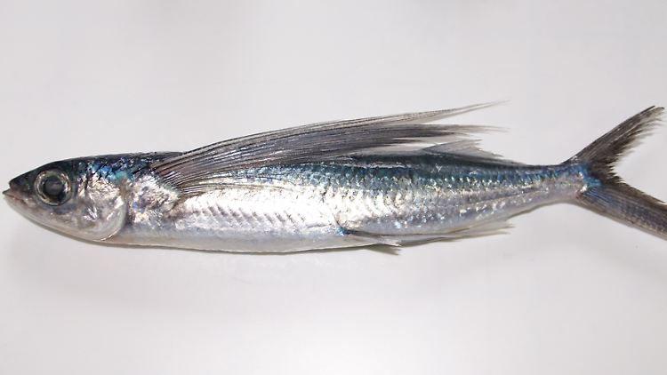 Ein Cheilopogon pinnatibarbatus.
