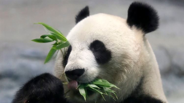 Der Panda legt eine eigentümliche Lebensweise an den Tag.