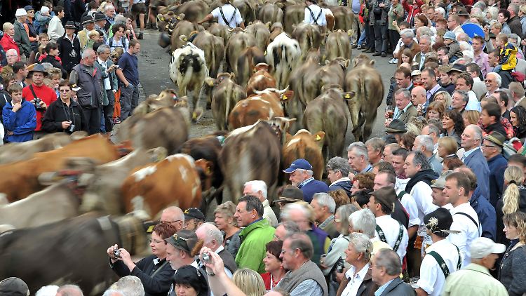 Almbauern treiben beim Viehscheid in Oberstaufen ihre Rinder durch das dichte Spalier von Touristen.