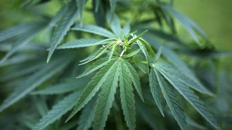 Derzeit setzen 382 Patienten Cannabis legal als Schmerzmittel ein. Foto: Oliver Berg