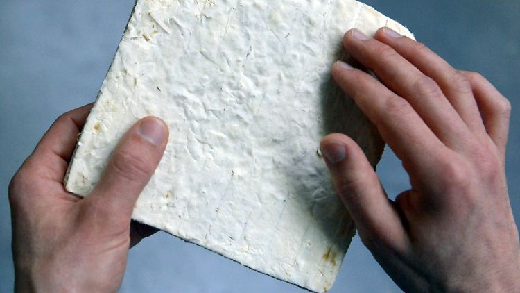 Sollen in Zukunft Kunststoffe ersetzen: Pilze.
