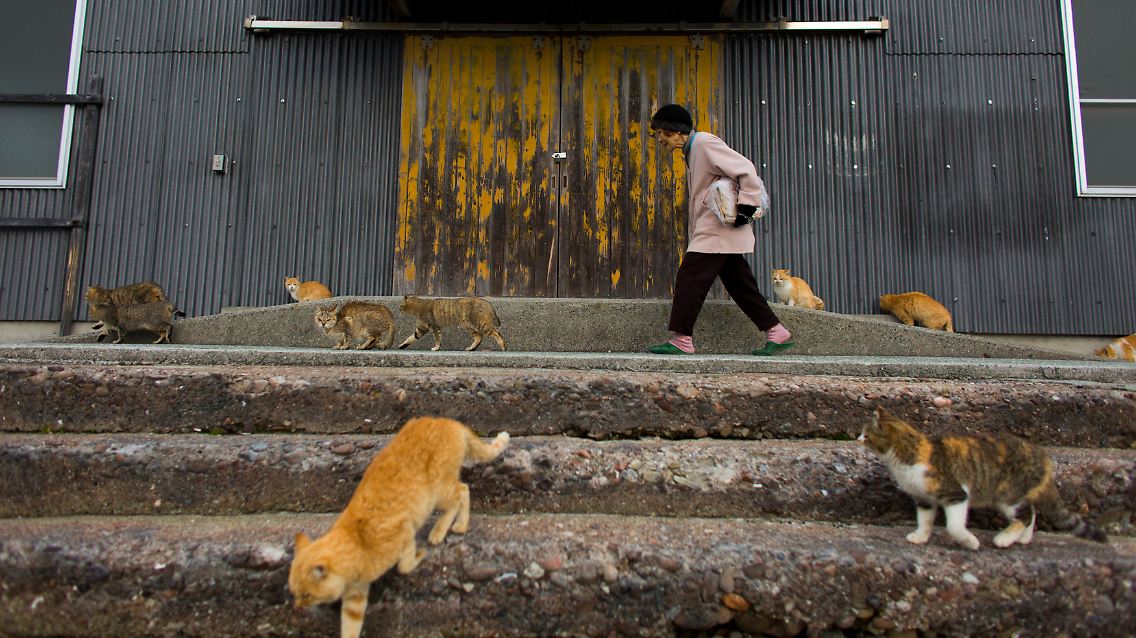 Überall in den verlassenen Häusern leben Katzen.