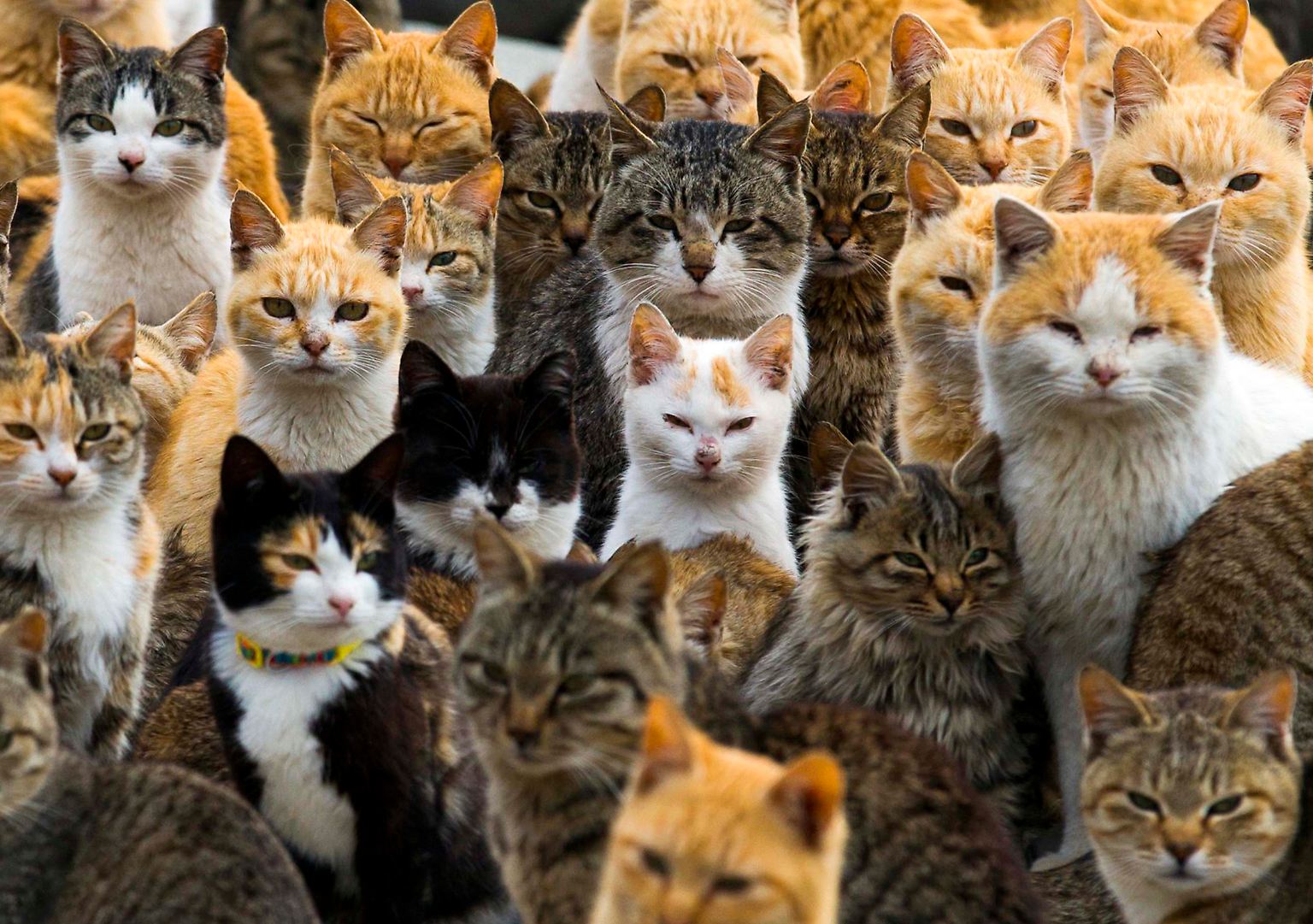 Ob weiß, grau getigert, schwarz oder rot gefleckt - auf Aoshima kann man Katzen in allen Fellfärbungen finden.